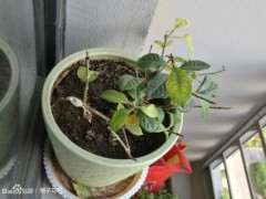 栀子下山桩怎么洗根上盆的方法 图片