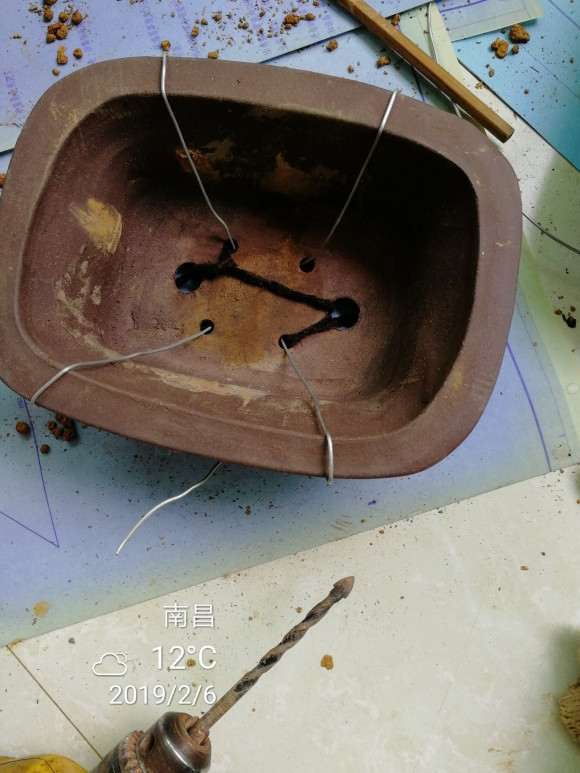 栀子下山桩怎么洗根的方法 图片