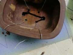 栀子下山桩怎么洗根的方法 图片