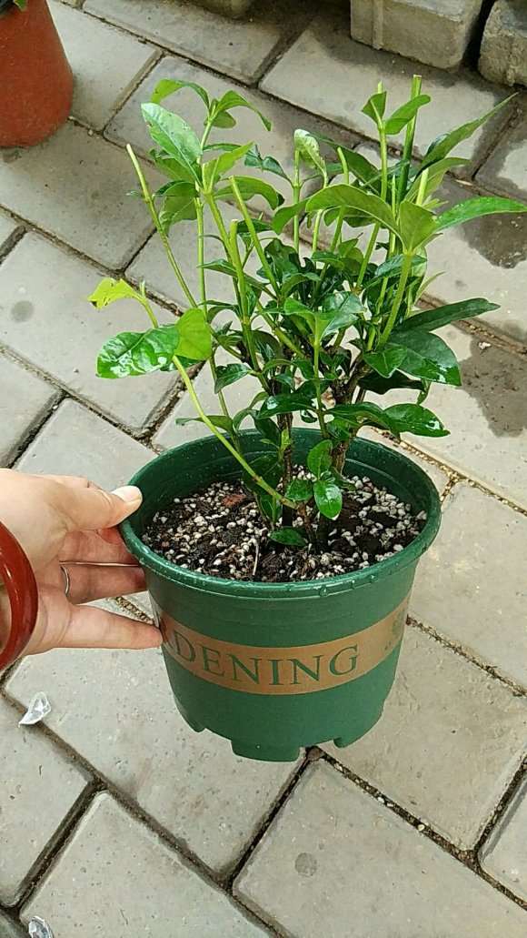 为什么栀子下山桩洗根养护 并不难 图片