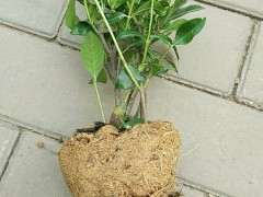 为什么栀子下山桩洗根养护 并不难 图片