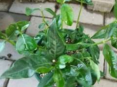 栀子下山桩洗根后 要不要修剪 图片