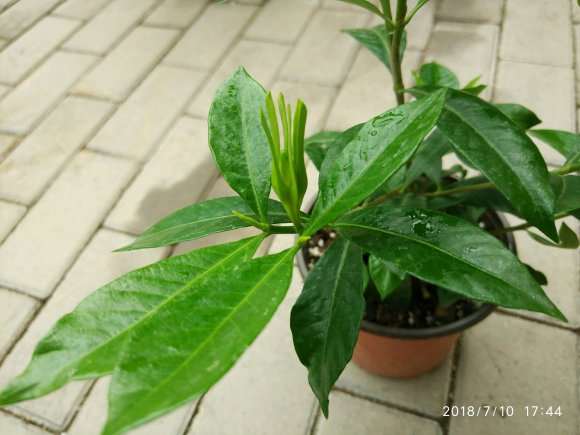 栀子下山桩换盆时不埋底肥吗 图片