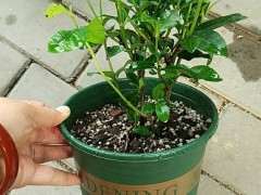 栀子下山桩换盆时不埋底肥吗 图片