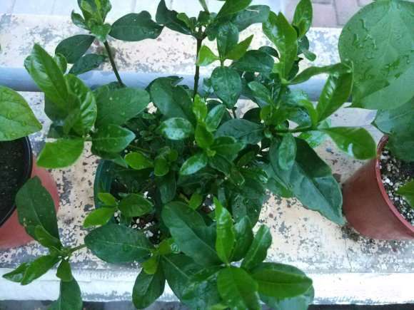 夏季栀子下山桩能洗根吗 图片