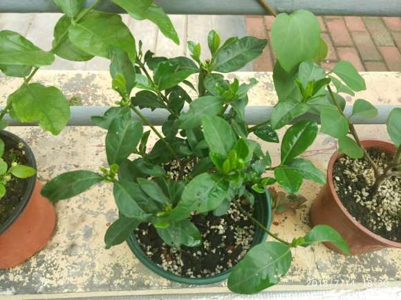 夏季栀子下山桩能洗根吗 图片