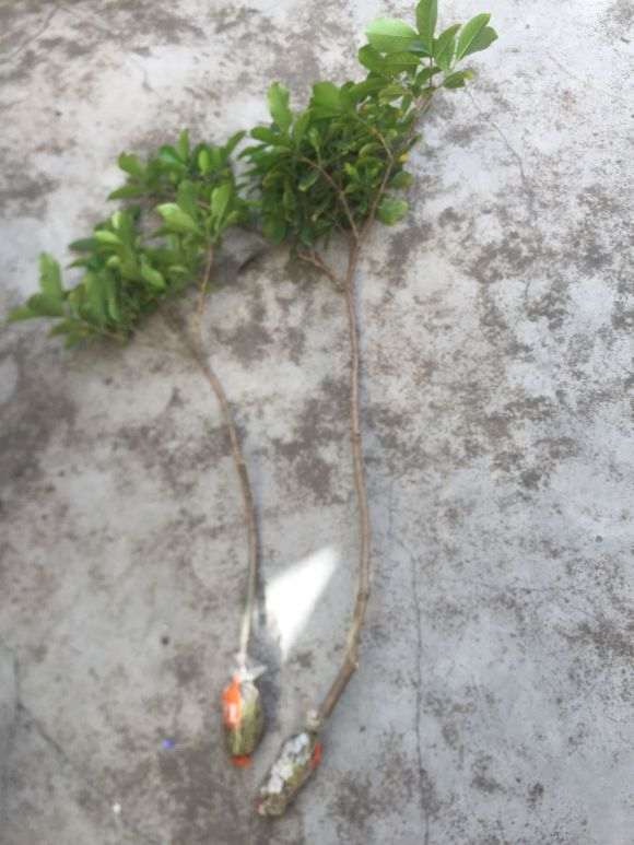 栀子下山桩怎么分株高压的方法 图片