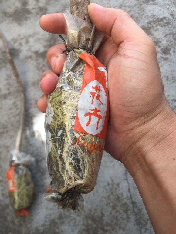 栀子下山桩怎么分株高压的方法 图片