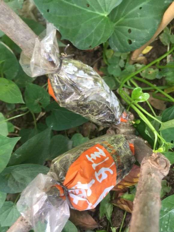 栀子下山桩怎么分株高压的方法 图片