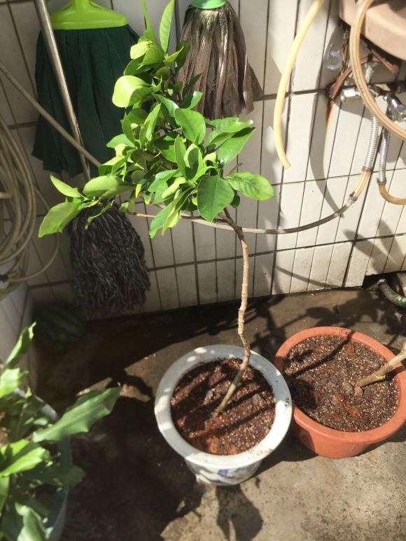 栀子下山桩怎么分株高压的方法 图片