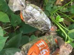 栀子下山桩怎么分株高压的方法 图片