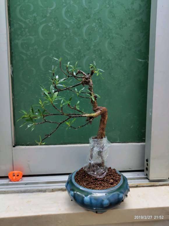 为什么潮州栀子下山桩叶型 最好 图片