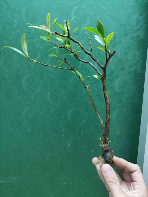 为什么潮州栀子下山桩叶型 最好 图片