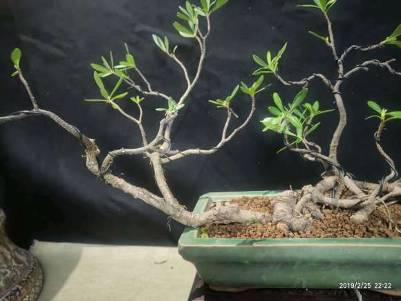 为什么潮州栀子下山桩叶型 最好 图片