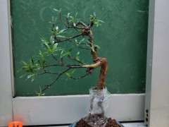 为什么潮州栀子下山桩叶型 最好 图片