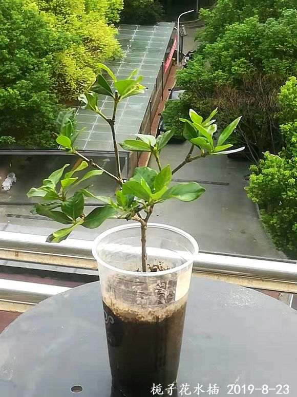 栀子下山桩枝条怎么水插的方法 图片