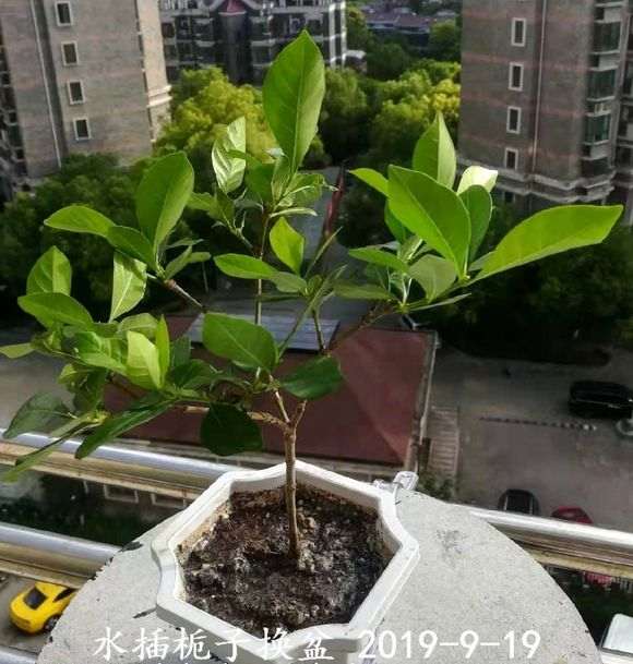 栀子下山桩枝条怎么水插的方法 图片