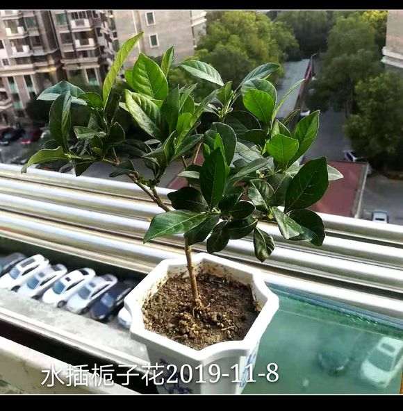 栀子下山桩能入土了吗 水培多久 忘记了