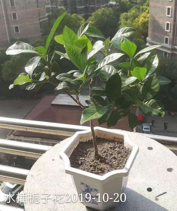 栀子下山桩能入土了吗 水培多久 忘记了