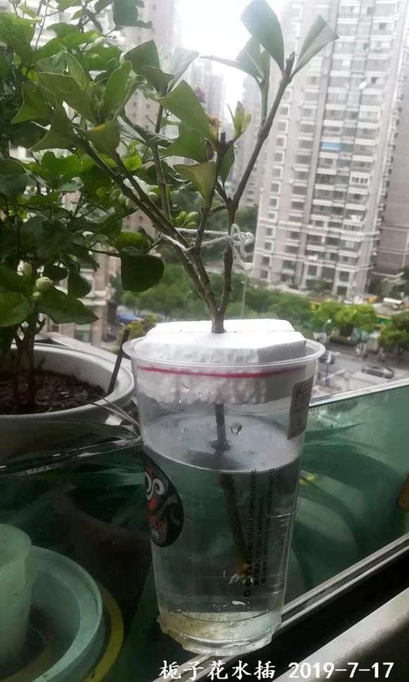 栀子下山桩能入土了吗 水培多久 忘记了