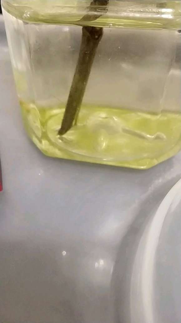 栀子下山桩能入土了吗 水培多久 忘记了