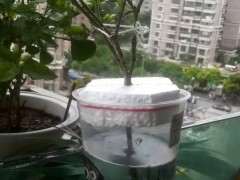 栀子下山桩能入土了吗 水培多久 忘记了