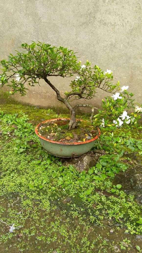 为什么栀子下山桩 每年如期开花 图片