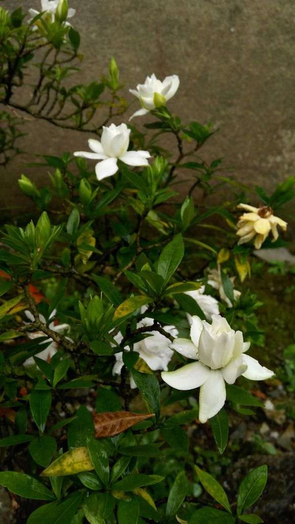 为什么栀子下山桩 每年如期开花 图片