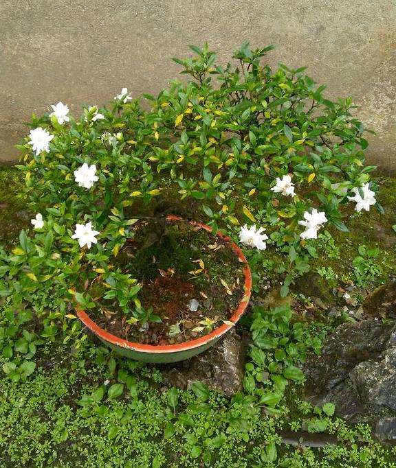 为什么栀子下山桩 每年如期开花 图片