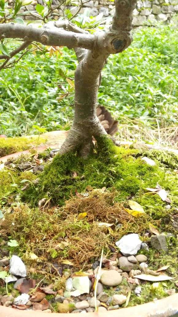 为什么栀子下山桩 每年如期开花 图片