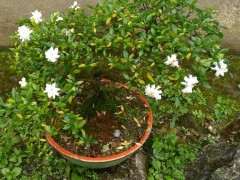 为什么栀子下山桩 每年如期开花 图片