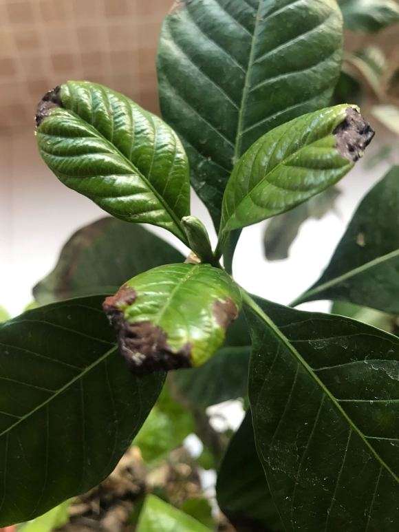 栀子下山桩叶子快掉完 怎么办 图片