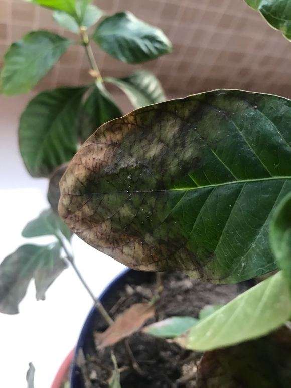 栀子下山桩叶子快掉完 怎么办 图片