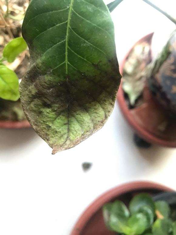 栀子下山桩叶子快掉完 怎么办 图片