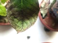 栀子下山桩叶子快掉完 怎么办 图片