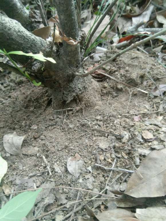 找到几棵山栀子下山桩 怎么样 图片