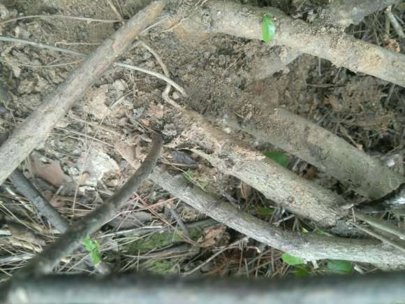 找到几棵山栀子下山桩 怎么样 图片