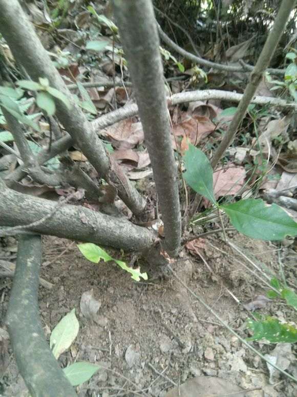 找到几棵山栀子下山桩 怎么样 图片