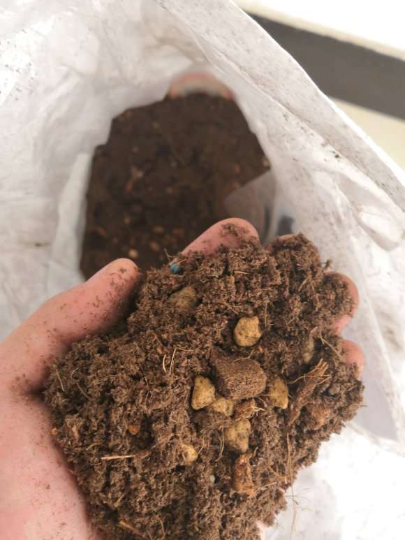 栀子下山桩成这样了 怎么办 图片