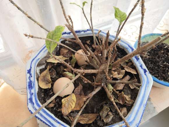 栀子下山桩成这样了 怎么办 图片