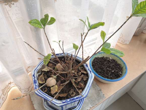 栀子下山桩成这样了 怎么办 图片