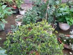 栀子下山桩用菜油 会烧苗吗 图片