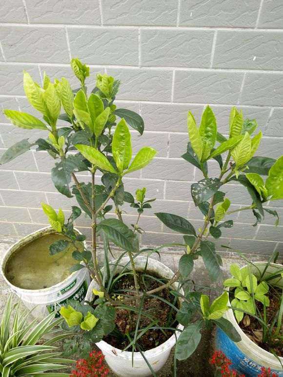 为什么室内不能养栀子下山桩 图片