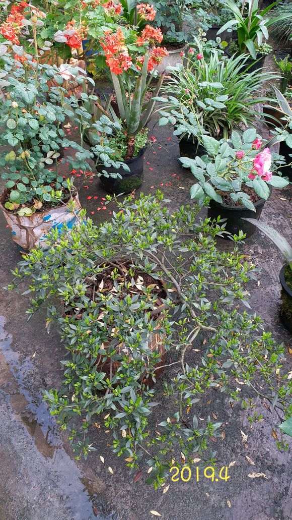 为什么室内不能养栀子下山桩 图片