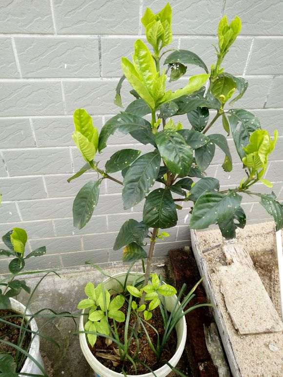 为什么室内不能养栀子下山桩 图片