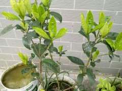 为什么室内不能养栀子下山桩 图片