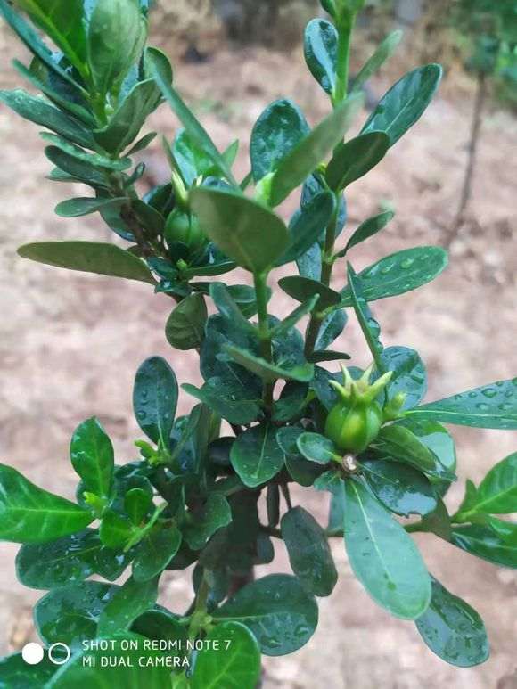 栀子下山桩 开花结果了 怎么样 图片