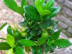 栀子下山桩 开花结果了 可以吗 图片