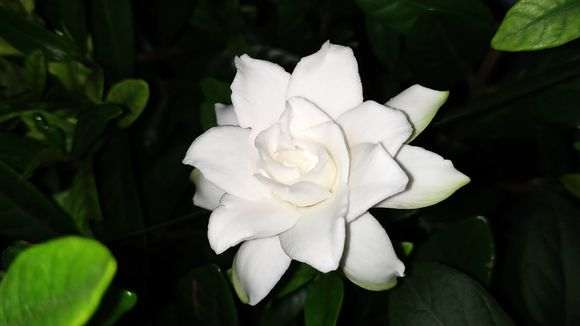 小叶桅子下山桩一年能开多次花吗 图片