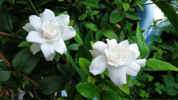 小叶桅子下山桩一年能开多次花吗 图片